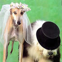 狗的婚礼