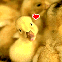 小鸭纯纯的爱