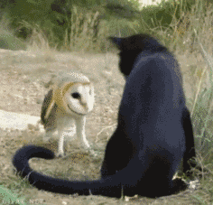 黑猫和猫头鹰打架斗殴