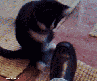 黑色猫咪玩皮鞋