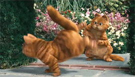 加菲猫镜子前高难度跳舞