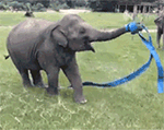 大象的舞姿
