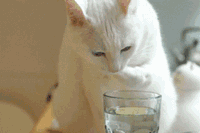 白色猫咪手爪子蘸水喝 渴死俺了