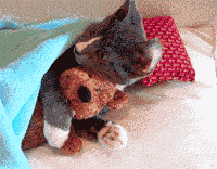 小狗抱着泰迪熊睡觉