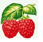 红水果