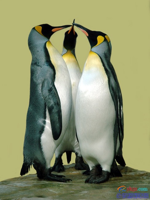 三只企鹅的聚会