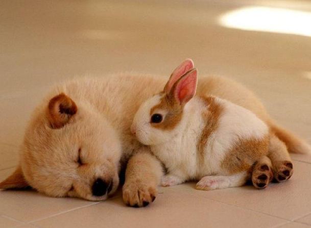 小兔子与睡着的小狗