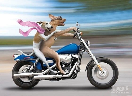 情侣狗狗骑摩托车兜风