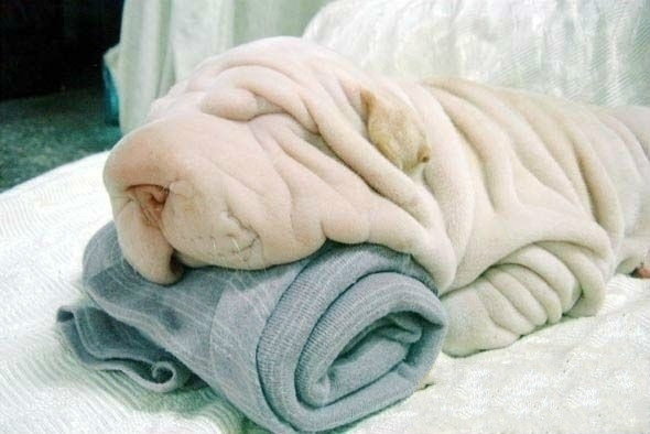 用毛巾当枕头睡觉的沙皮狗