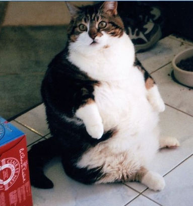 一只肥肥的大猫
