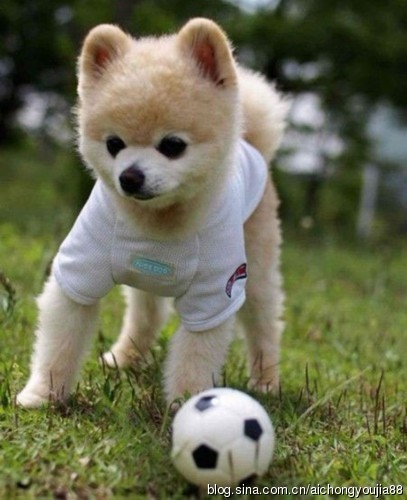 玩足球的可爱萌狗