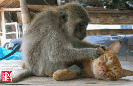 猴子把猫按倒在地上，不听话就揍你