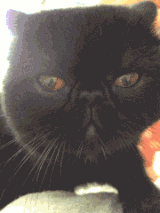 生气瞪人的黑猫猫