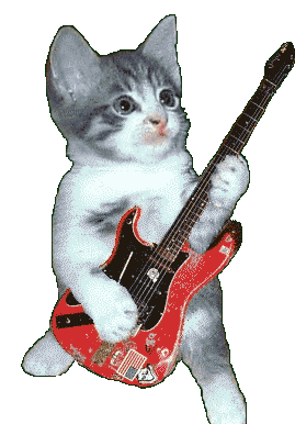 不停弹吉它的小猫