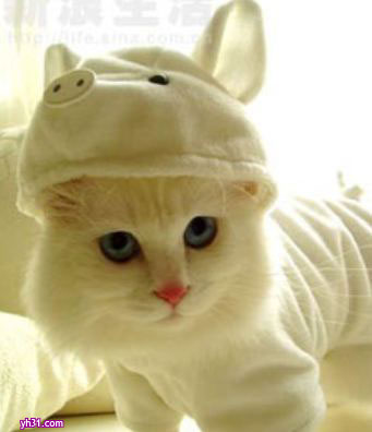 给小猫穿上衣服，戴上帽子