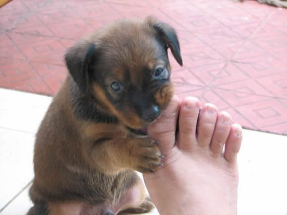 小狗舔脚趾头