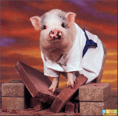 猪猪的功夫，劈断水泥砖