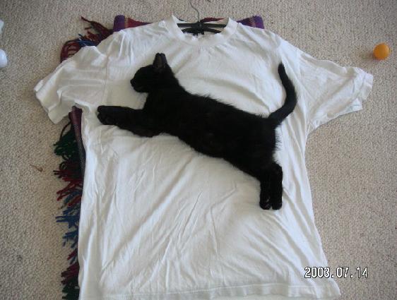 爬在衣服上的黑猫，像个性的图案