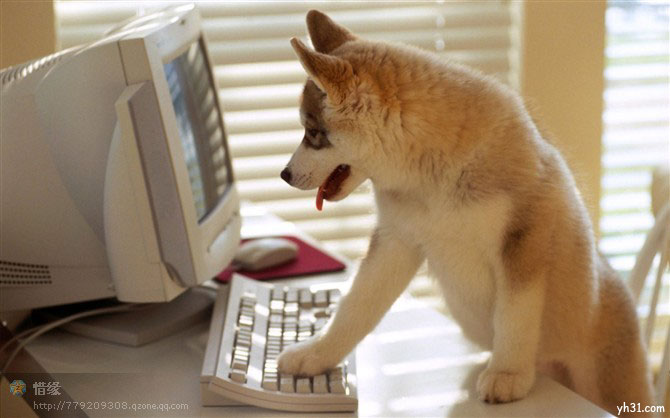 爬在电脑前上网的大狗