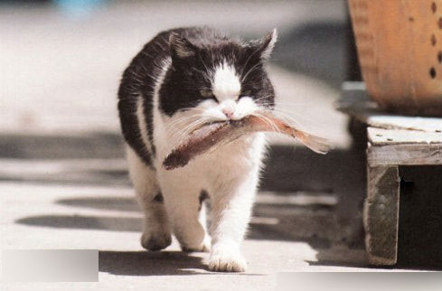 嘴里叼鱼的猫猫