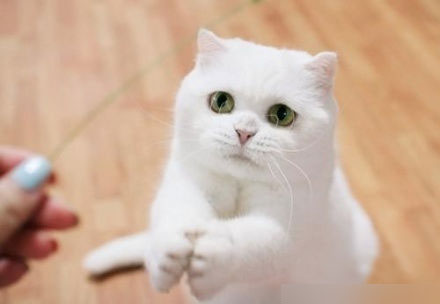 双手合一的白色小猫