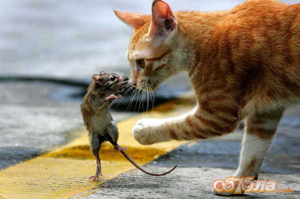 敢与猫咪对视的老鼠