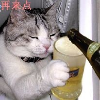 小猫也要喝啤酒