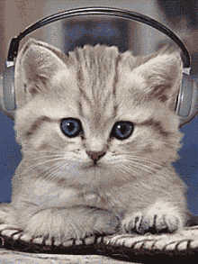 快乐听音乐的小猫
