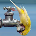 鹦鹉渴了