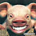 动漫猪头像_个性表情_QQ表情包在线浏览