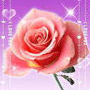 玫瑰代表我的心