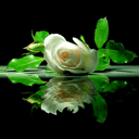 纯洁白玫瑰