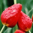 红色郁金香
