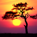 夕阳-老树