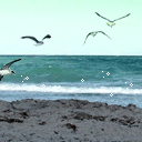 海鸥与海
