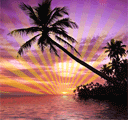 椰树下的夕阳