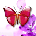 紫罗蝶