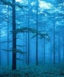 雾之森林