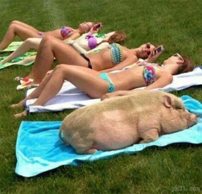 日光浴SPA美女和长白猪