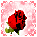 盛开的玫瑰花显露出心形图案