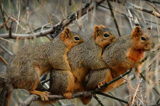 三只可爱的抱团取暖的松鼠