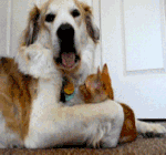 猫猫玩狗狗的嘴巴