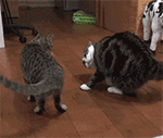 两只肥猫之间的战争。。