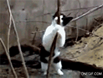 猫咪跳钢管舞