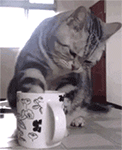 猫咪喝水
