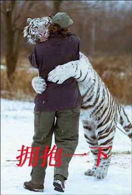 人和老虎拥抱一下