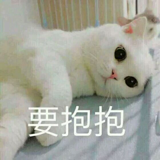 可爱的白猫：我想要抱抱