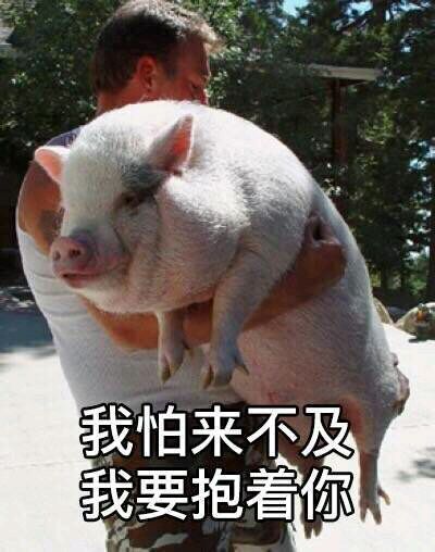 被抱着的猪：我怕来不及，我要抱着你