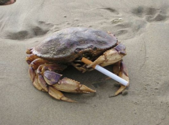 抽烟的螃蟹