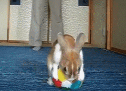 兔子玩球的搞笑图